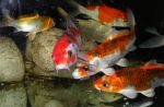 Karpie koi<br>w zimnownym<br>akwarium